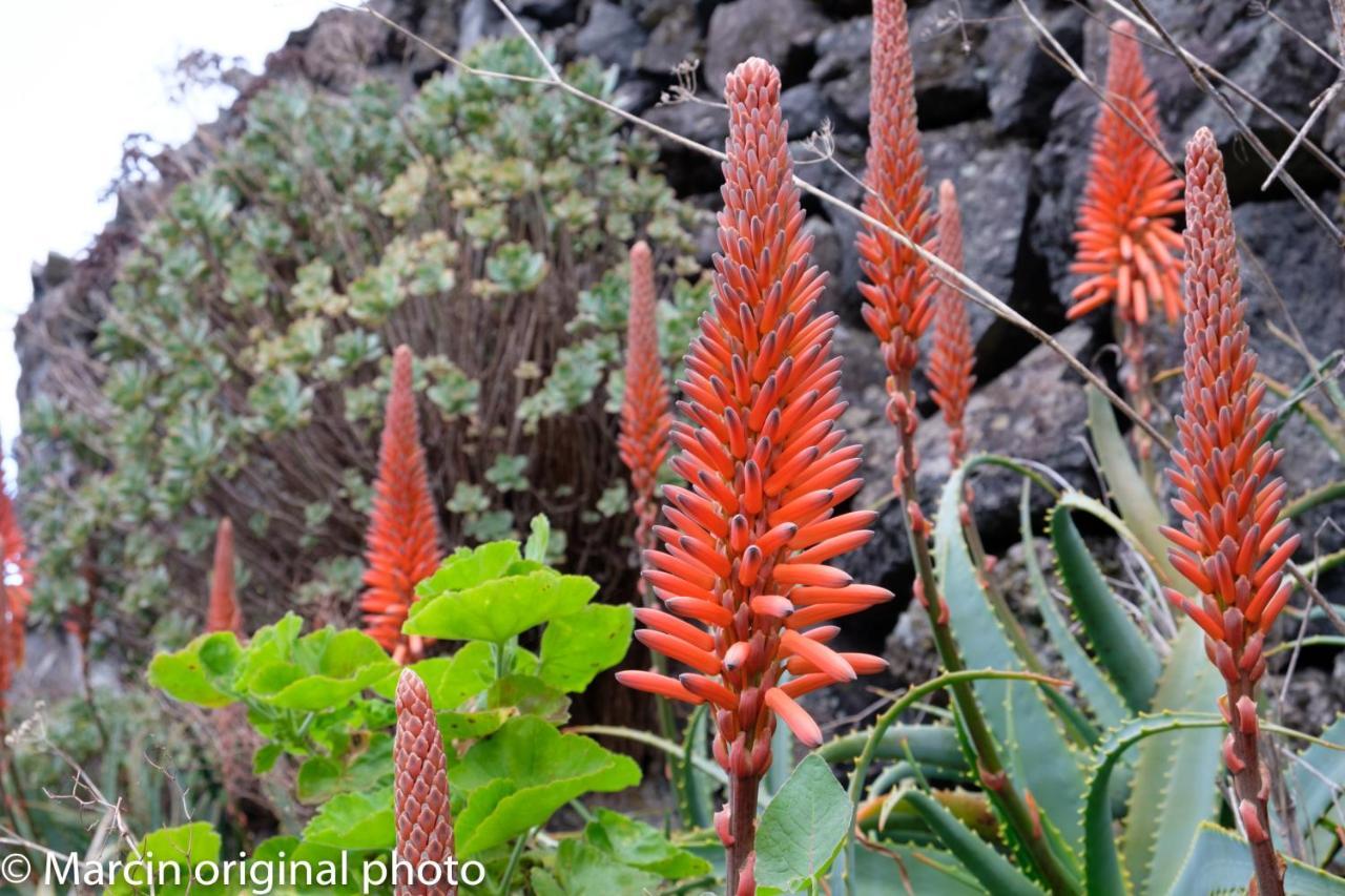 Tenerife Lizards - Duplex In The First Line Callao Salvaje Esterno foto