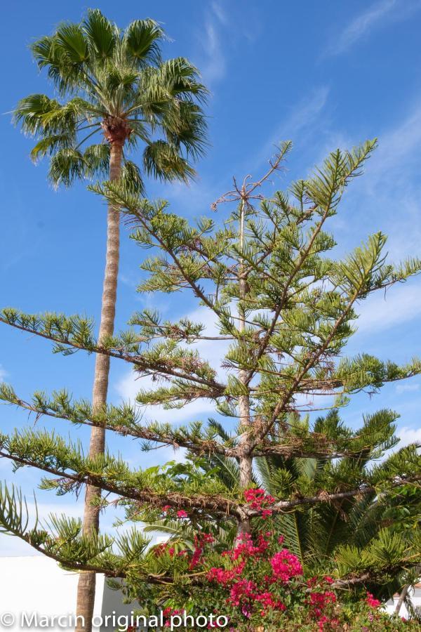 Tenerife Lizards - Duplex In The First Line Callao Salvaje Esterno foto